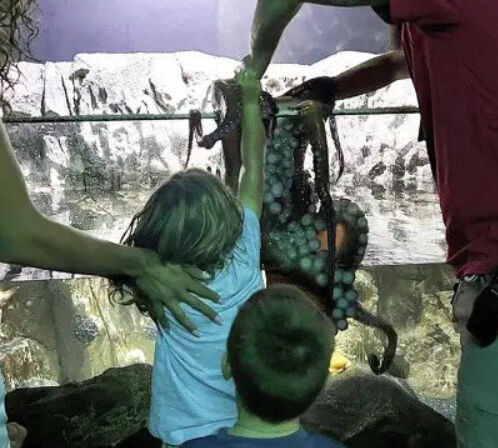 Akvaryumda facia! Dev ahtapot 6 yaşındaki çocuğun kolunu kaptı, o anlar sosyal medyayı salladı Akvaryumda facia! Dev ahtapot 6 yaşındaki çocuğun kolunu kaptı, o anlar sosyal medyayı salladı - 1. Resim