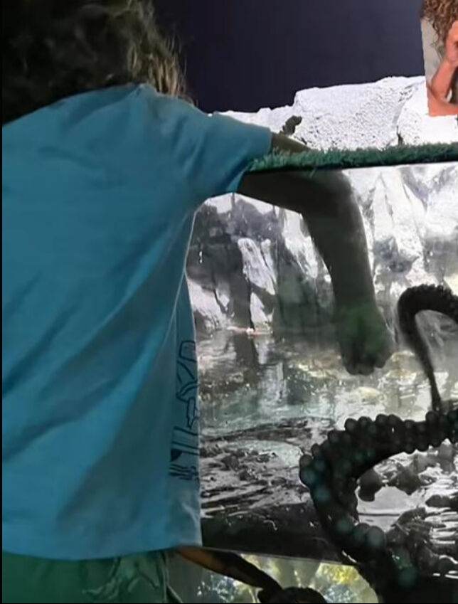 Akvaryumda facia! Dev ahtapot 6 yaşındaki çocuğun kolunu kaptı, o anlar sosyal medyayı salladı Akvaryumda facia! Dev ahtapot 6 yaşındaki çocuğun kolunu kaptı, o anlar sosyal medyayı salladı - 2. Resim