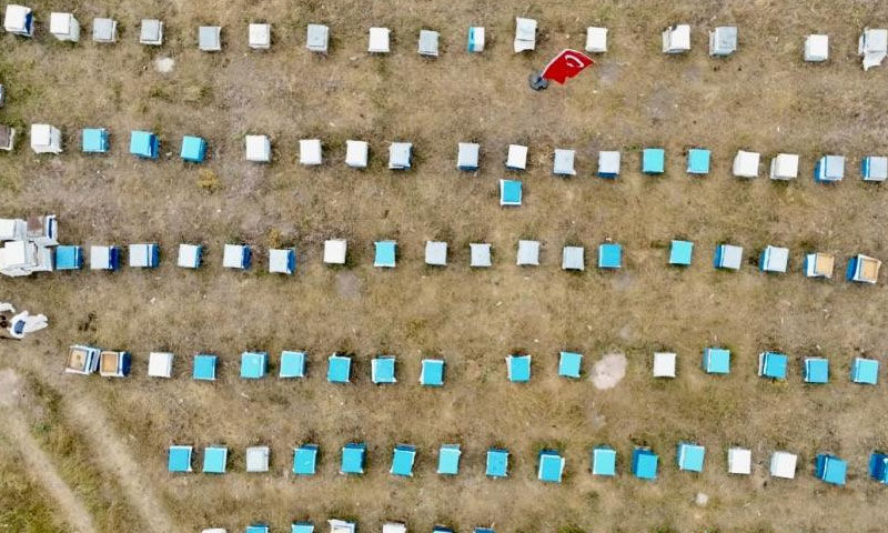 Altın hasat başladı! Hedef 240 ton… Kadın üreticiler köşeyi dönecek Altın hasat başladı! Hedef 240 ton… Kadın üreticiler köşeyi dönecek - 2. Resim