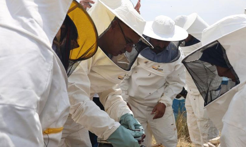 Altın hasat başladı! Hedef 240 ton… Kadın üreticiler köşeyi dönecek Altın hasat başladı! Hedef 240 ton… Kadın üreticiler köşeyi dönecek - 1. Resim