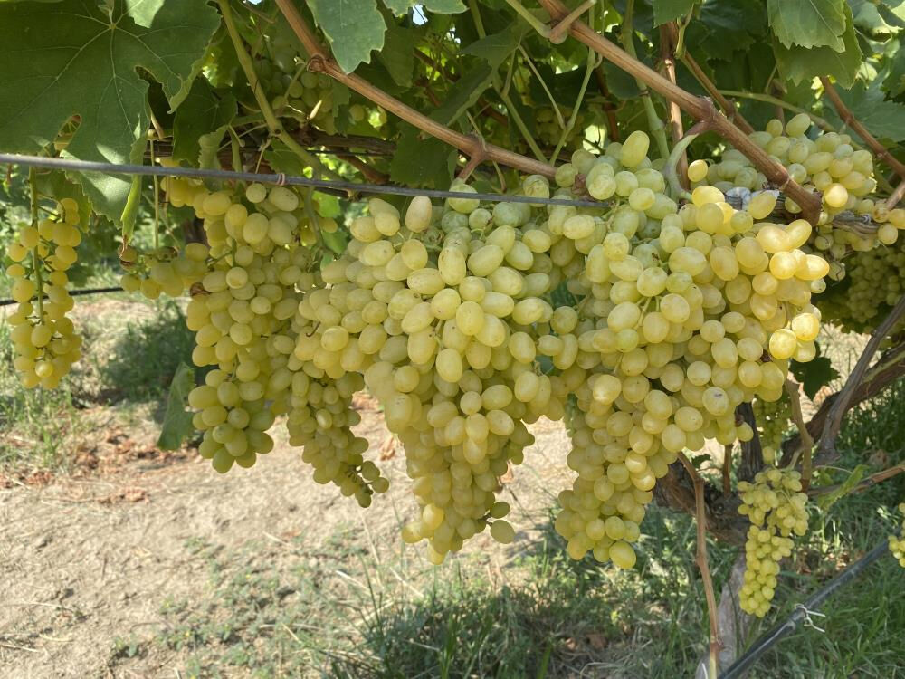 Babasının vasiyetiydi! 40 yaşından sonra bu işe girdiler... İnsan sağlığına zararı yok Babasının vasiyetiydi! 40 yaşından sonra bu işe girdiler... İnsan sağlığına zararı yok - 3. Resim