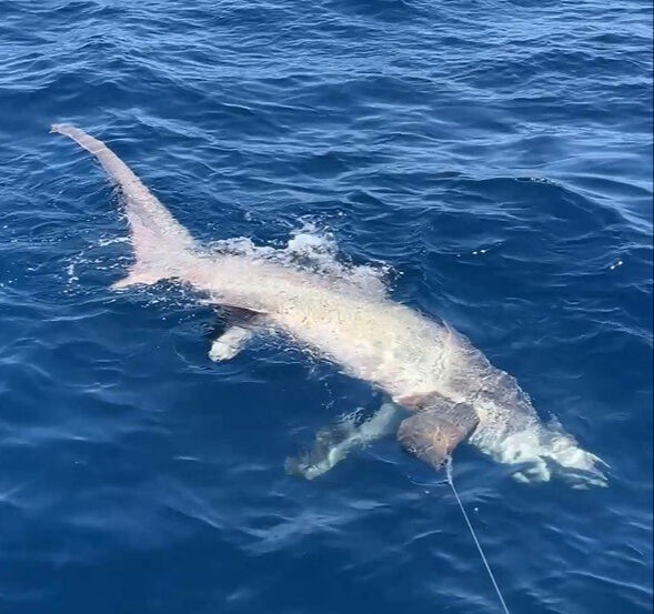 Burası Türkiye! Oltaya 6 metrelik köpek balığı takıldı Burası Türkiye! Oltaya 6 metrelik köpek balığı takıldı - 4. Resim