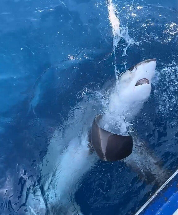 Burası Türkiye! Oltaya 6 metrelik köpek balığı takıldı Burası Türkiye! Oltaya 6 metrelik köpek balığı takıldı - 2. Resim