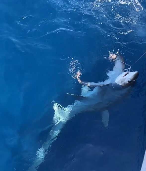 Burası Türkiye! Oltaya 6 metrelik köpek balığı takıldı Burası Türkiye! Oltaya 6 metrelik köpek balığı takıldı - 3. Resim