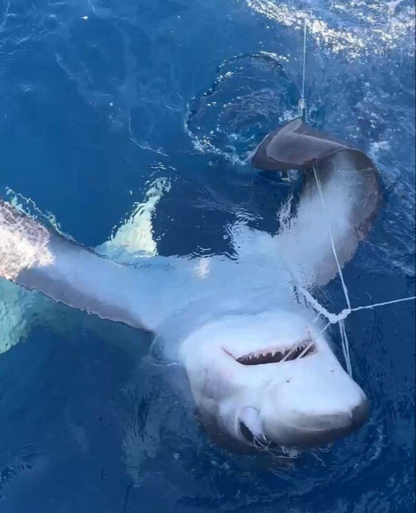 Burası Türkiye! Oltaya 6 metrelik köpek balığı takıldı Burası Türkiye! Oltaya 6 metrelik köpek balığı takıldı - 1. Resim