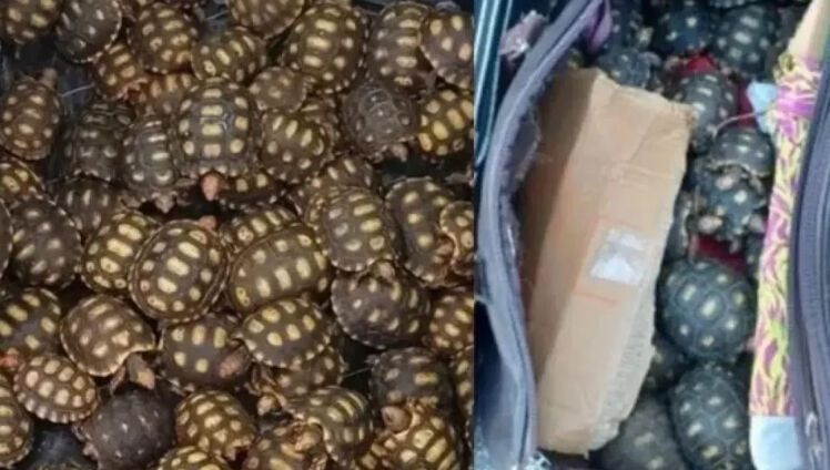 Yolcunun bavulundan çıkanlar polisi bile şaşkına çevirdi! Üstelik ilk değilmiş Yolcunun bavulundan çıkanlar polisi bile şaşkına çevirdi! Üstelik ilk değilmiş - 3. Resim