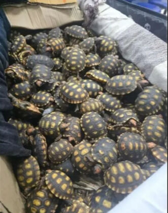 Yolcunun bavulundan çıkanlar polisi bile şaşkına çevirdi! Üstelik ilk değilmiş Yolcunun bavulundan çıkanlar polisi bile şaşkına çevirdi! Üstelik ilk değilmiş - 1. Resim