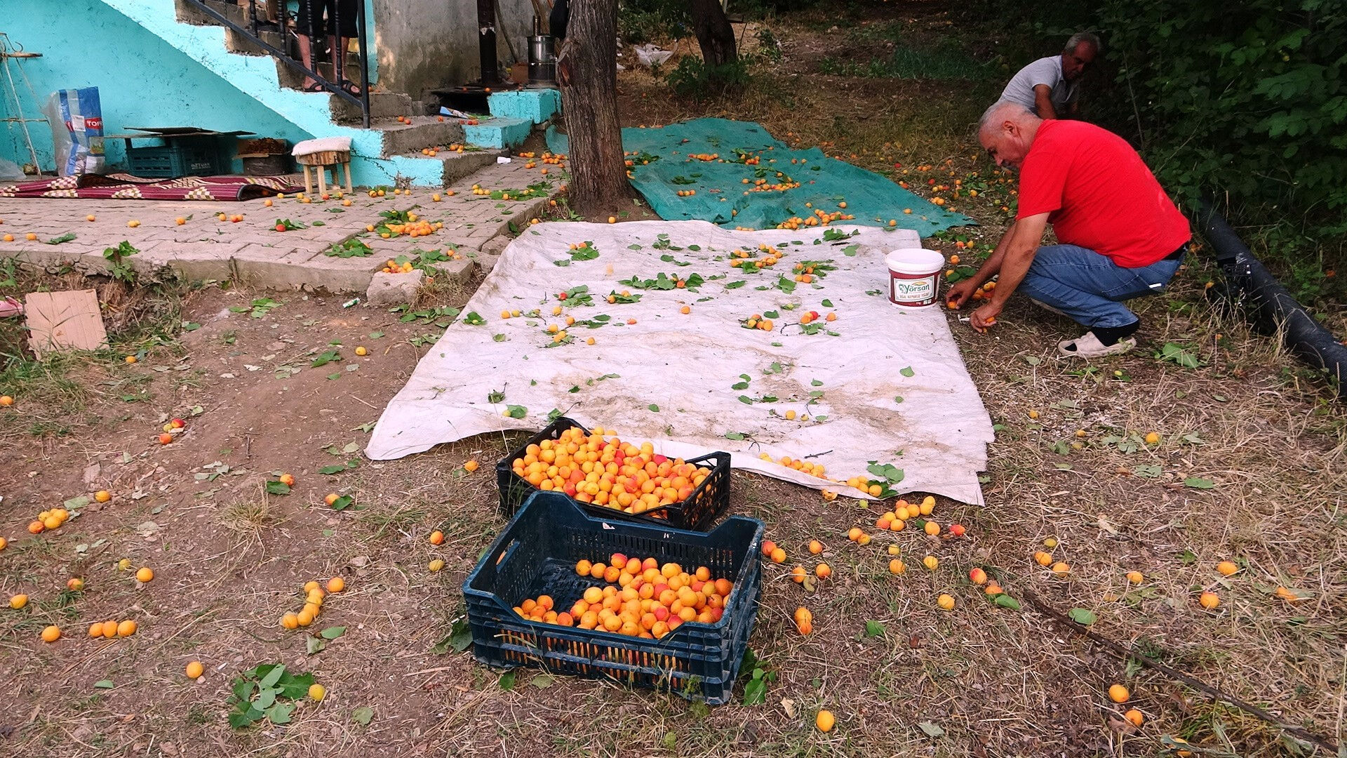 Zirai donun vurmadığı ilçe! Bolluktan dallar kırılacak durumda, kilosunu 300 liradan satıyorlar Zirai donun vurmadığı ilçe! Bolluktan dallar kırılacak durumda, kilosunu 300 liradan satıyorlar - 2. Resim