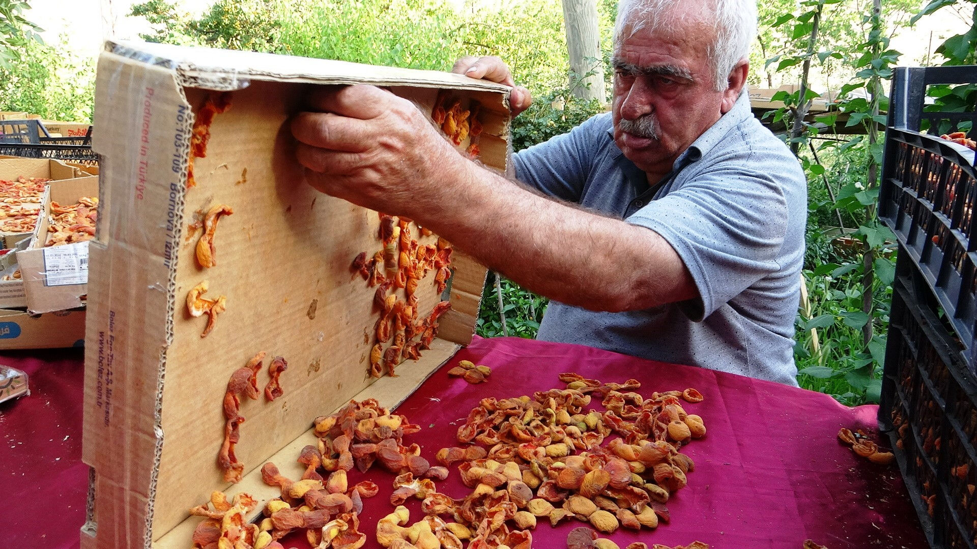 Zirai donun vurmadığı ilçe! Bolluktan dallar kırılacak durumda, kilosunu 300 liradan satıyorlar Zirai donun vurmadığı ilçe! Bolluktan dallar kırılacak durumda, kilosunu 300 liradan satıyorlar - 5. Resim