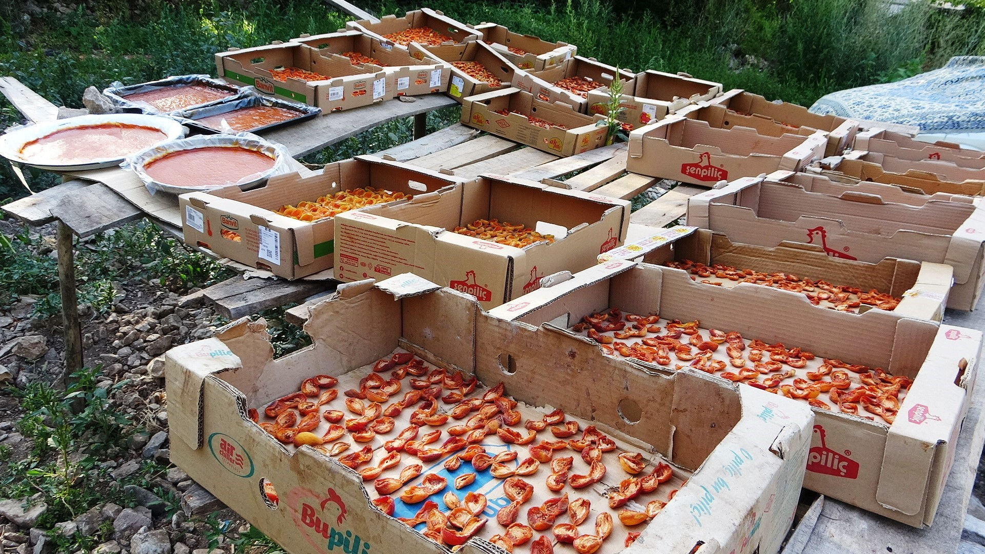 Zirai donun vurmadığı ilçe! Bolluktan dallar kırılacak durumda, kilosunu 300 liradan satıyorlar Zirai donun vurmadığı ilçe! Bolluktan dallar kırılacak durumda, kilosunu 300 liradan satıyorlar - 4. Resim