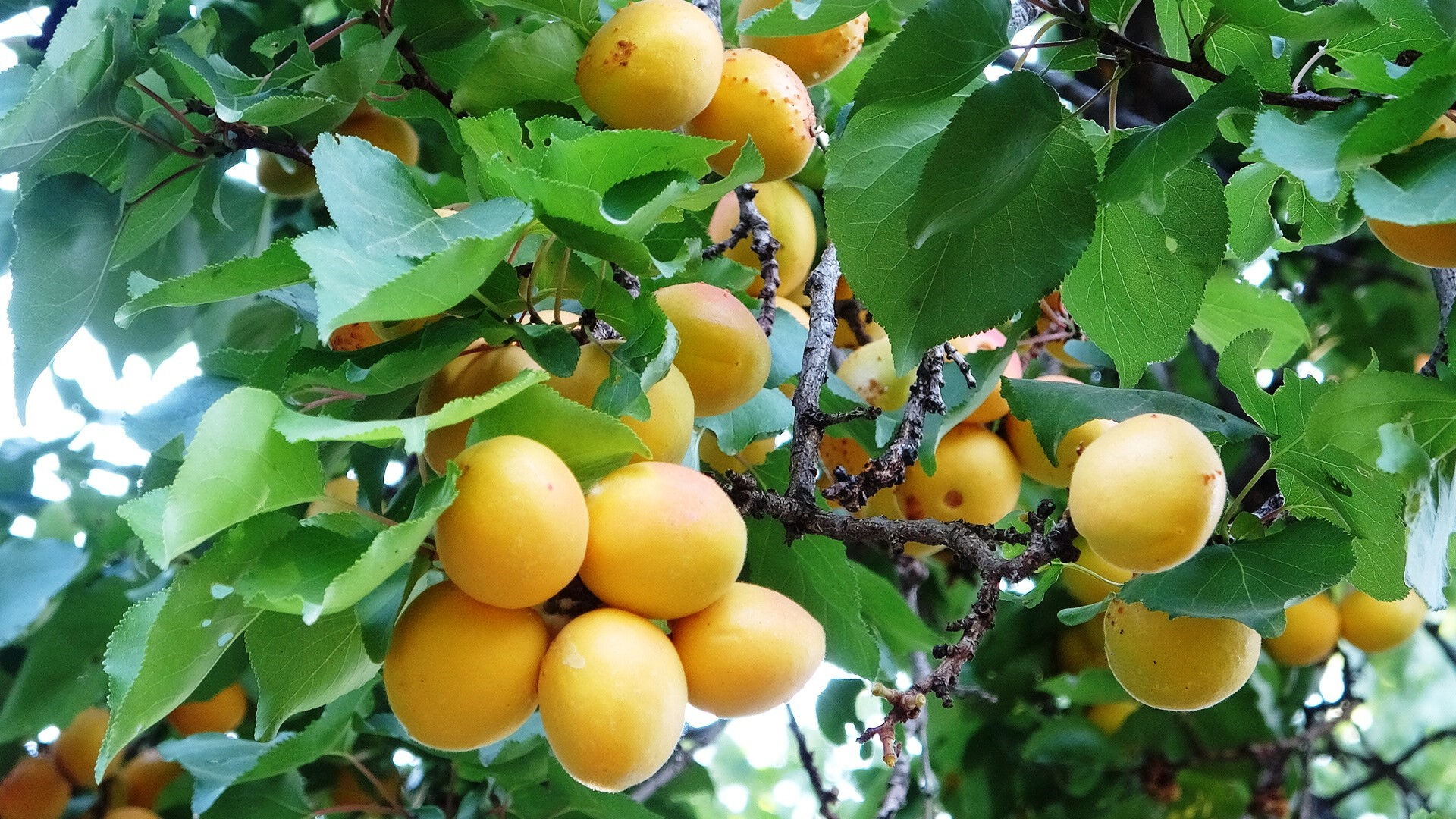 Zirai donun vurmadığı ilçe! Bolluktan dallar kırılacak durumda, kilosunu 300 liradan satıyorlar Zirai donun vurmadığı ilçe! Bolluktan dallar kırılacak durumda, kilosunu 300 liradan satıyorlar - 1. Resim