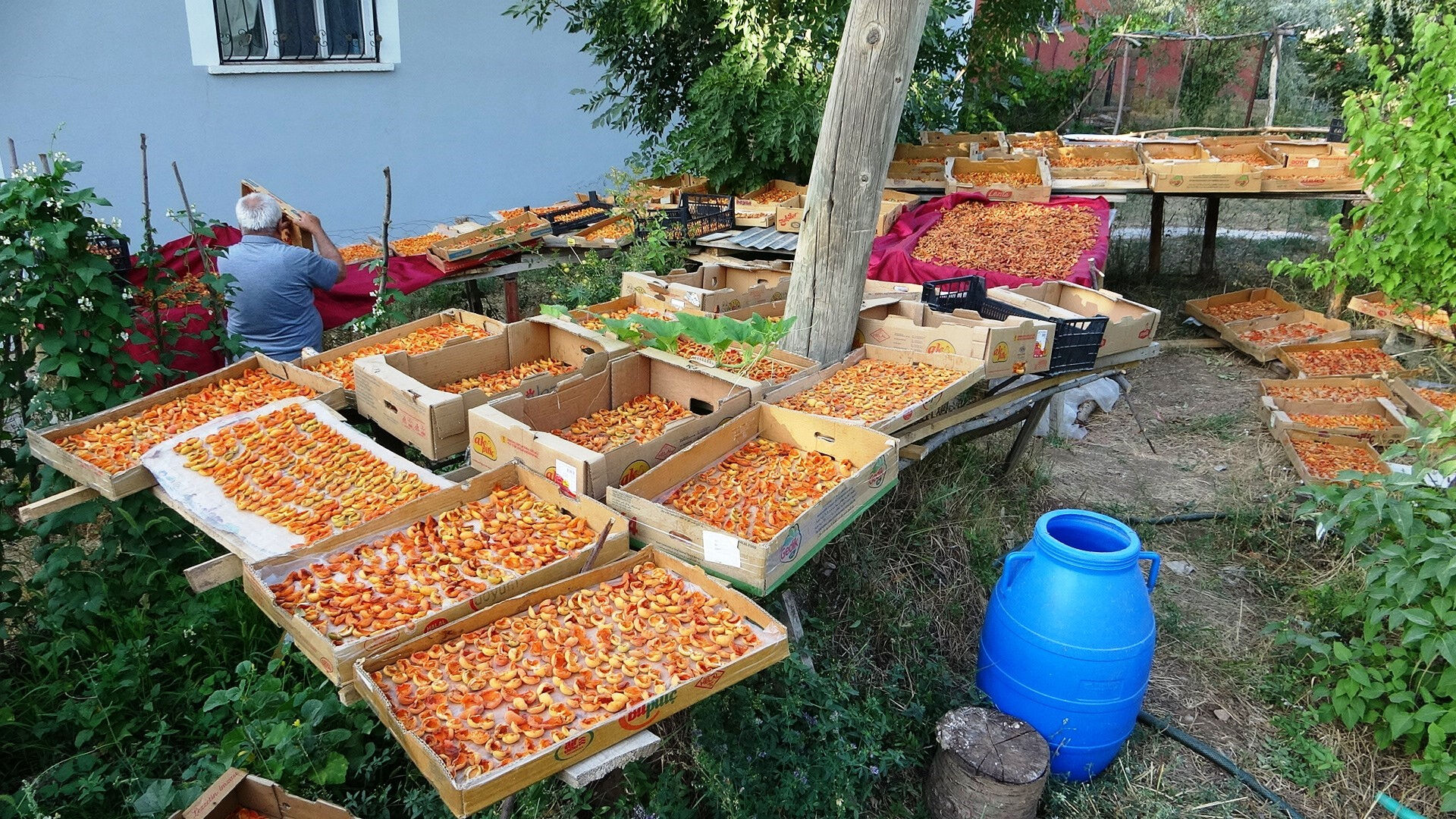 Zirai donun vurmadığı ilçe! Bolluktan dallar kırılacak durumda, kilosunu 300 liradan satıyorlar Zirai donun vurmadığı ilçe! Bolluktan dallar kırılacak durumda, kilosunu 300 liradan satıyorlar - 3. Resim