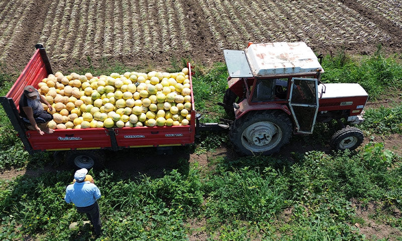 Fiyatıyla da tadıyla da zirvede! Kilosu 12 lira… Satışından memnun kaldı, tekrar tekrar ekti Fiyatıyla da tadıyla da zirvede! Kilosu 12 lira… Satışından memnun kaldı, tekrar tekrar ekti - 3. Resim