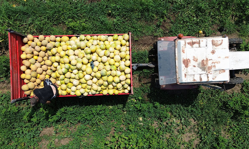 Fiyatıyla da tadıyla da zirvede! Kilosu 12 lira… Satışından memnun kaldı, tekrar tekrar ekti Fiyatıyla da tadıyla da zirvede! Kilosu 12 lira… Satışından memnun kaldı, tekrar tekrar ekti - 2. Resim