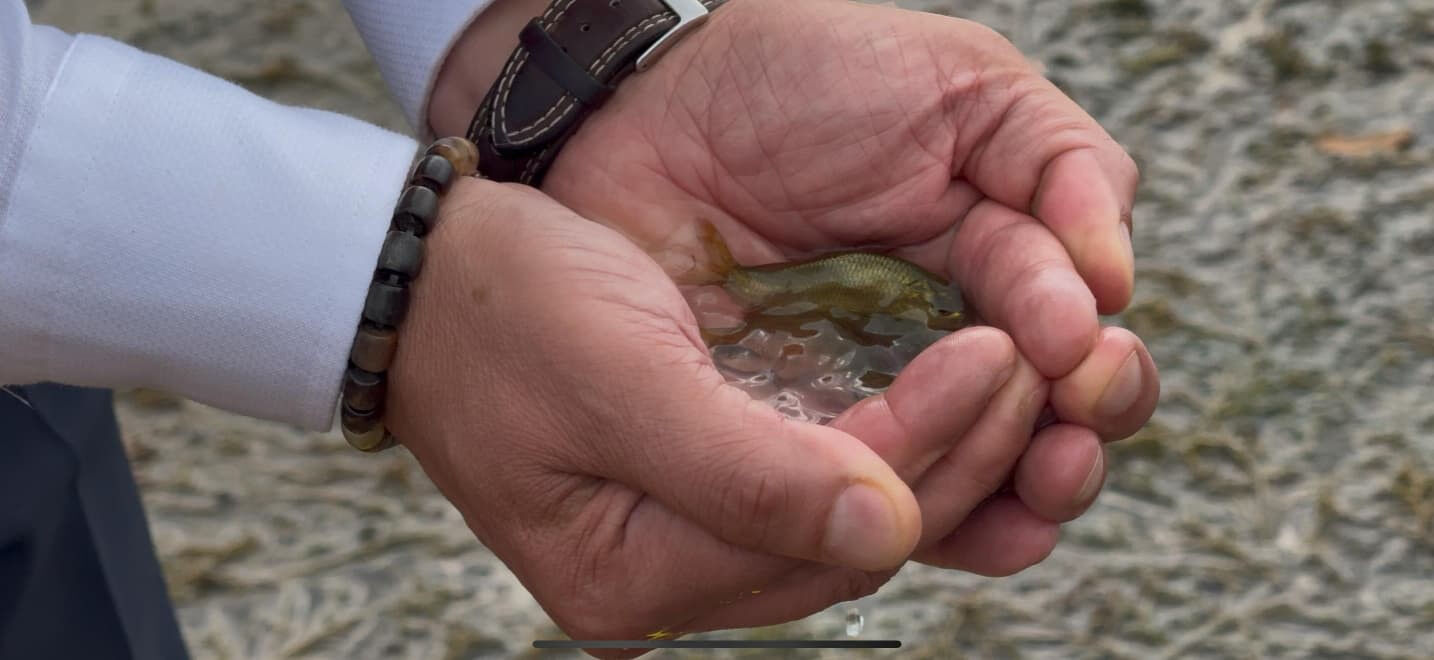 İstanbul'da suya bereket gelecek! Tam 3,7 milyon yavru bırakıldı - 2. Resim