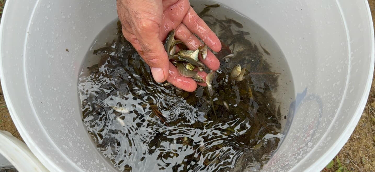 İstanbul'da suya bereket gelecek! Tam 3,7 milyon yavru bırakıldı - 1. Resim