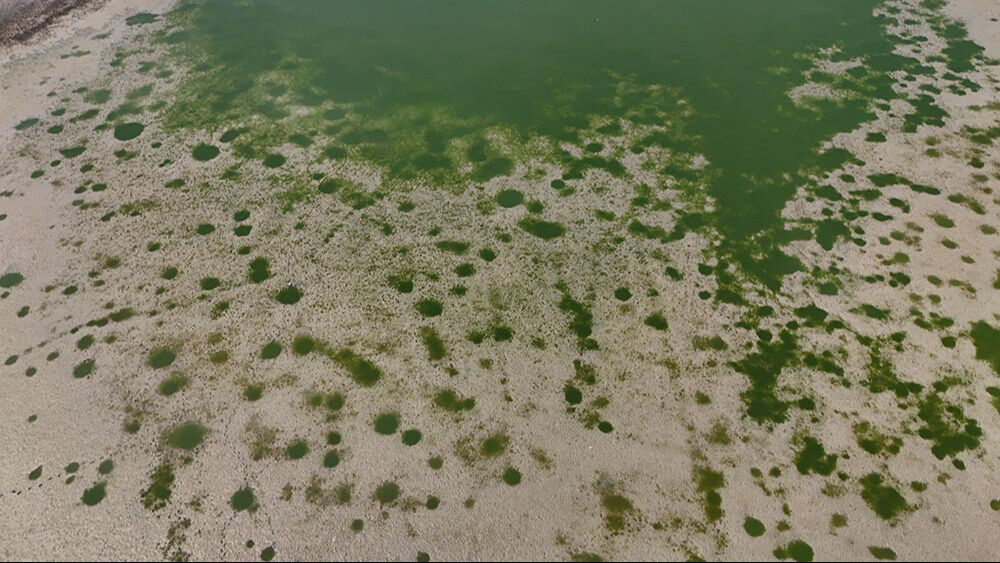 Kırklareli ürküten görüntü! Kuşlar ava çıktı... Kırklareli ürküten görüntü! Kuşlar ava çıktı... - 2. Resim