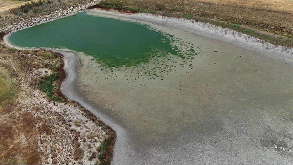 Kırklareli ürküten görüntü! Kuşlar ava çıktı... Kırklareli ürküten görüntü! Kuşlar ava çıktı... - 1. Resim