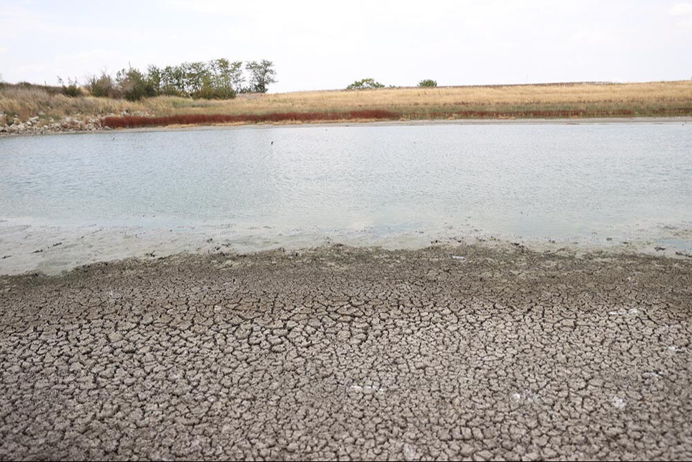 Kırklareli ürküten görüntü! Kuşlar ava çıktı... Kırklareli ürküten görüntü! Kuşlar ava çıktı... - 3. Resim