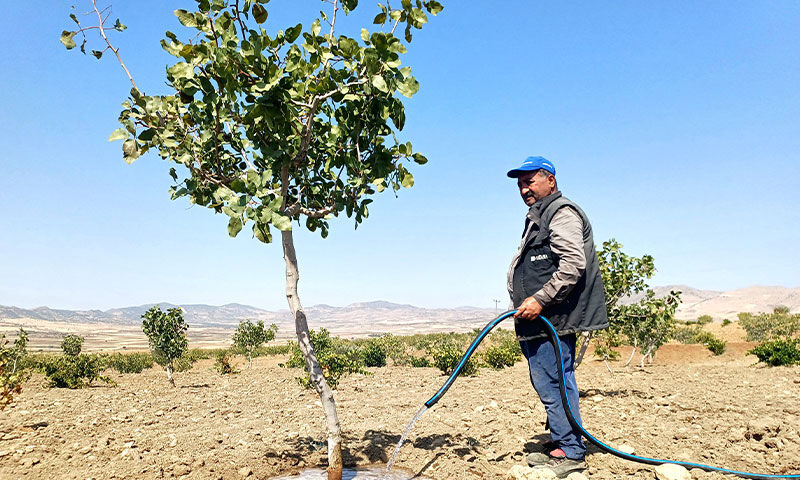 Kuraklık vurdu, hasada 1 ay kaldı! Yüzde 100 verim için çareyi böyle buldular Kuraklık vurdu, hasada 1 ay kaldı! Yüzde 100 verim için çareyi böyle buldular - 4. Resim