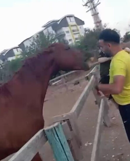 Atın hamlesi dehşet saçtı! Küçük çocuğu ısırarak alıp havaya fırlattı Atın hamlesi dehşet saçtı! Küçük çocuğu ısırarak alıp havaya fırlattı - 2. Resim