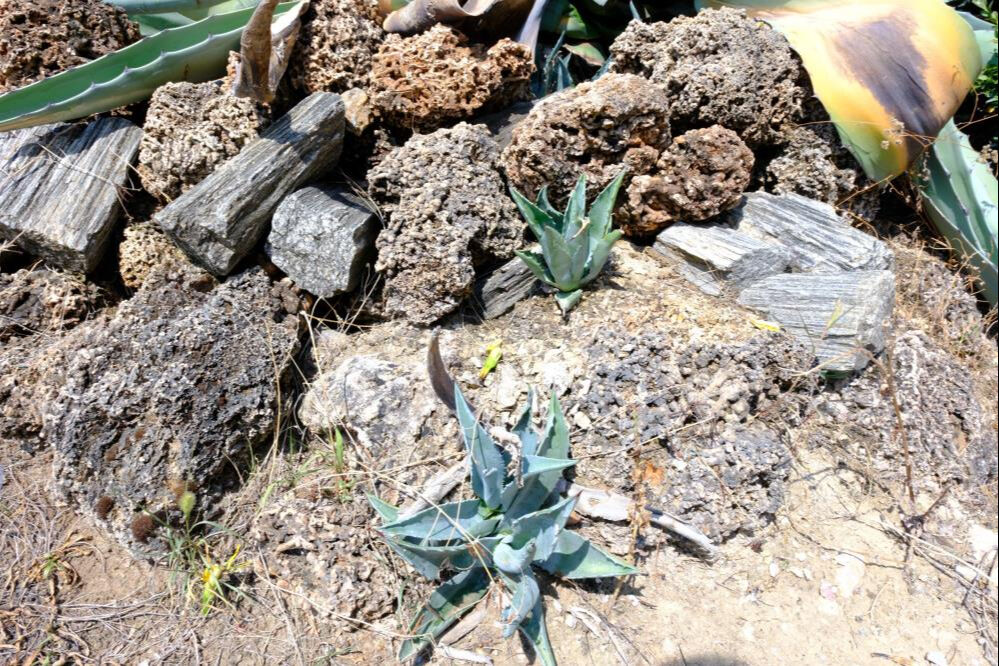 Bu an için 20 yıl beklediler! Ömrünü tamamladı: 10 ila 30 yıl arası yaşıyor - 3. Resim