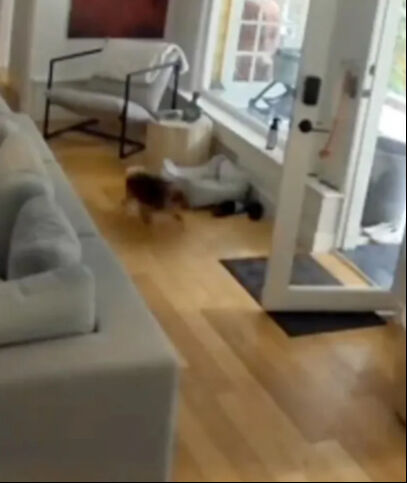 Küçük köpekten akılalmaz hareket! Eve giren ayıyı böyle kaçırdı - 2. Resim