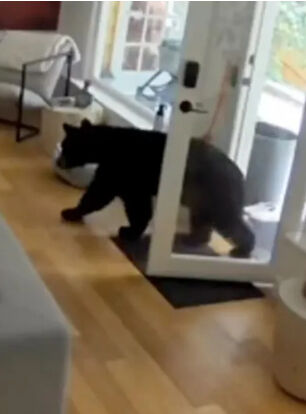 Küçük köpekten akılalmaz hareket! Eve giren ayıyı böyle kaçırdı - 1. Resim