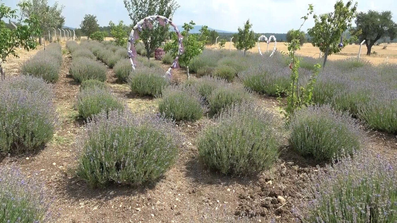 Mis kokulu hasat başladı! 10 yıl önce hobi için dikti şimdi para kazanıyor Mis kokulu hasat başladı! 10 yıl önce hobi için dikti şimdi para kazanıyor - 3. Resim