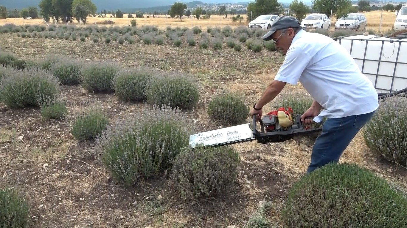 Mis kokulu hasat başladı! 10 yıl önce hobi için dikti şimdi para kazanıyor Mis kokulu hasat başladı! 10 yıl önce hobi için dikti şimdi para kazanıyor - 2. Resim