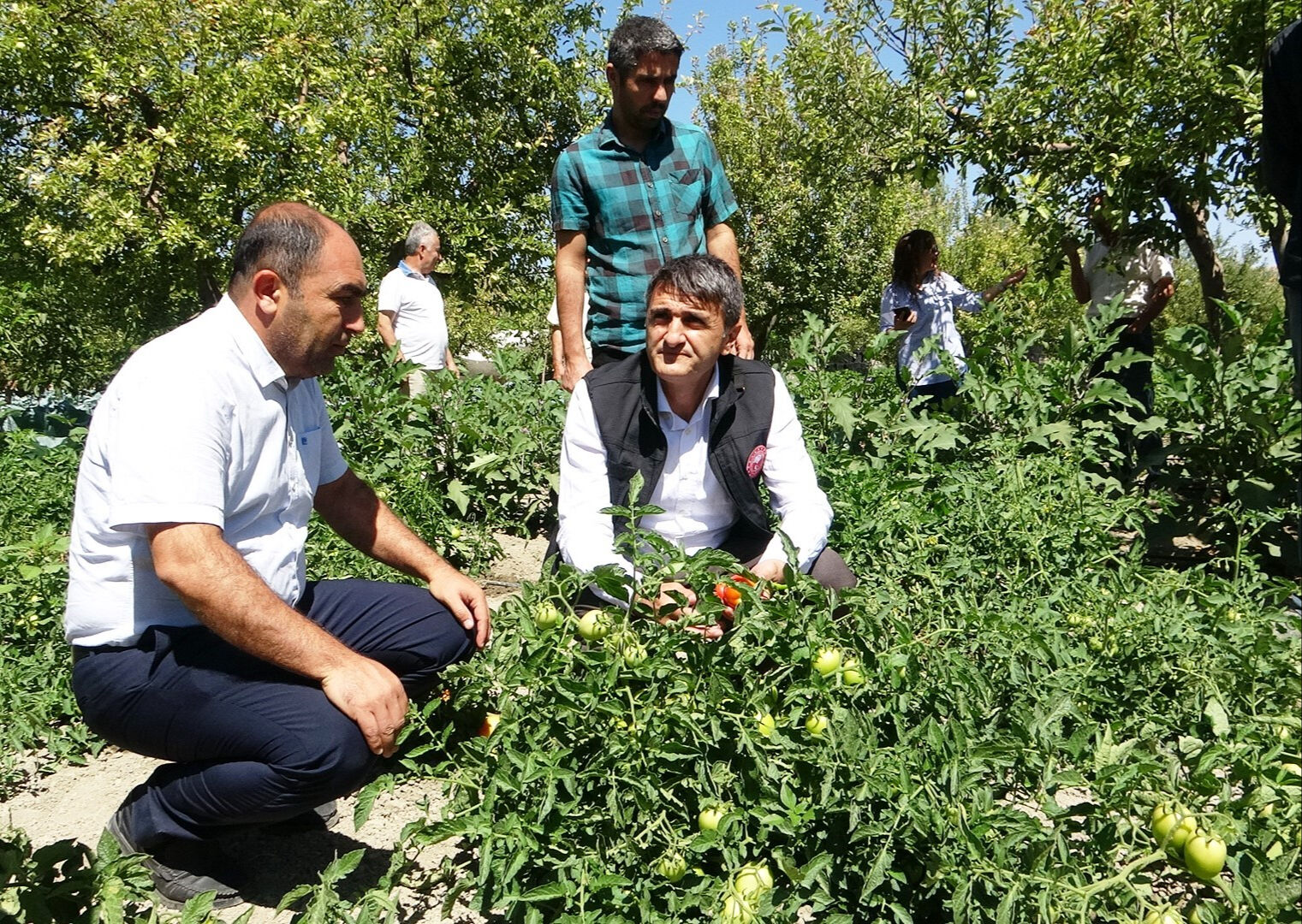 Tarlasına kurduğu sistemle 1 günlük işi 2 saatte yapıyor! Hem işçilikten hem de verimden kazandı - 2. Resim