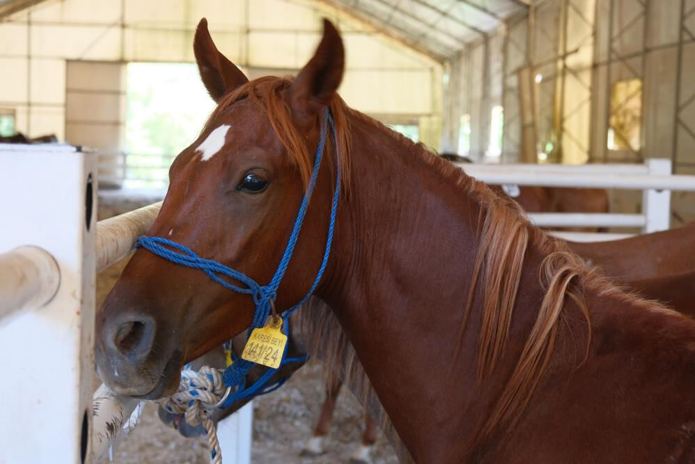 Tay satışı ve koşulardan yarım milyar liralık beklenti Tay satışı ve koşulardan yarım milyar liralık beklenti - 1. Resim