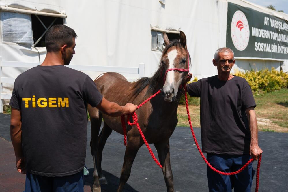 Tay satışı ve koşulardan yarım milyar liralık beklenti Tay satışı ve koşulardan yarım milyar liralık beklenti - 2. Resim