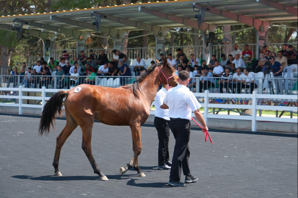 Tay satışı ve koşulardan yarım milyar liralık beklenti Tay satışı ve koşulardan yarım milyar liralık beklenti - 3. Resim