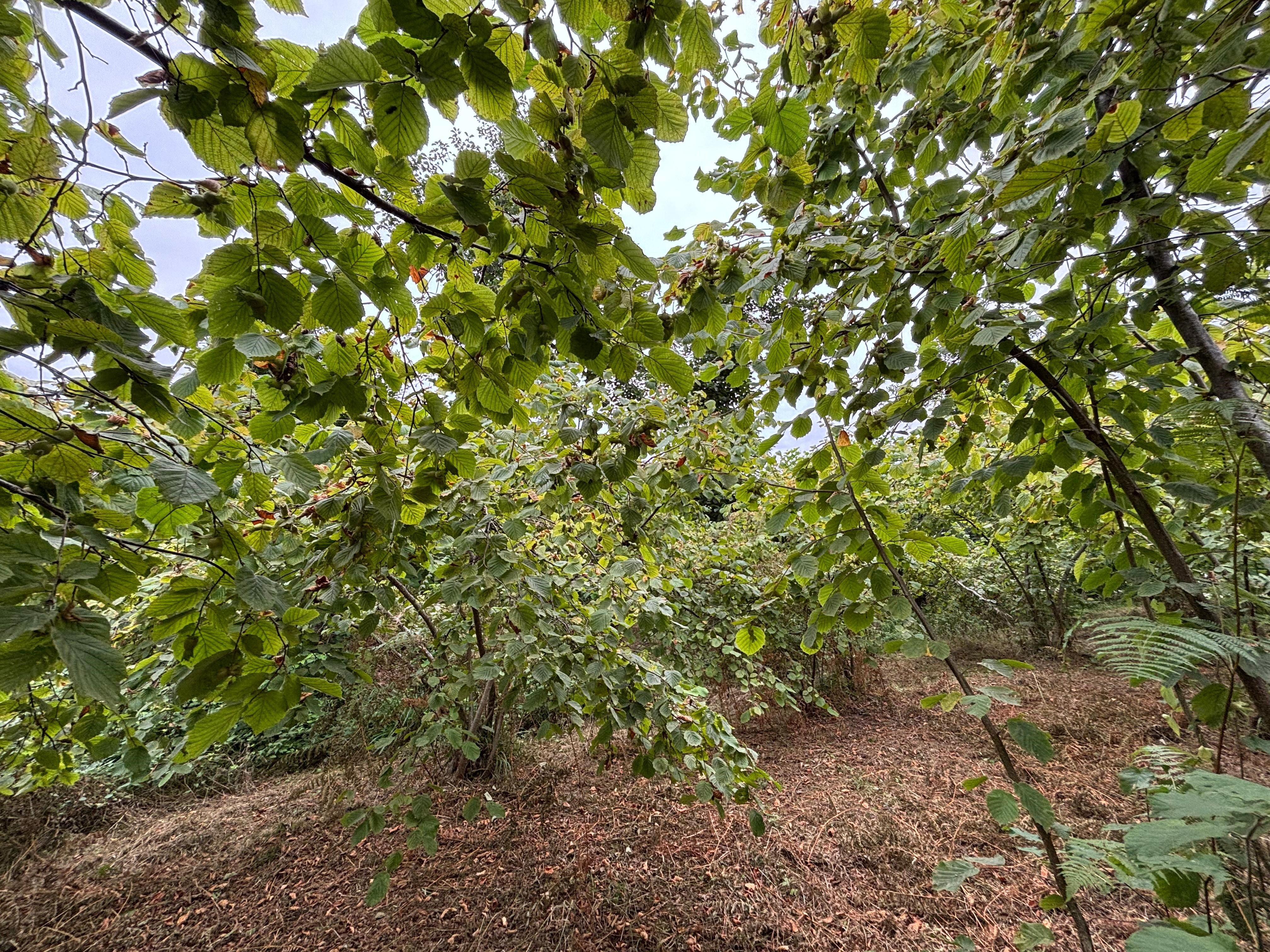 Trabzon'nun tescilli lezzetinde hasat başladı! Kilosu 200 lira... Trabzon'nun tescilli lezzetinde hasat başladı! Kilosu 200 lira... - 3. Resim