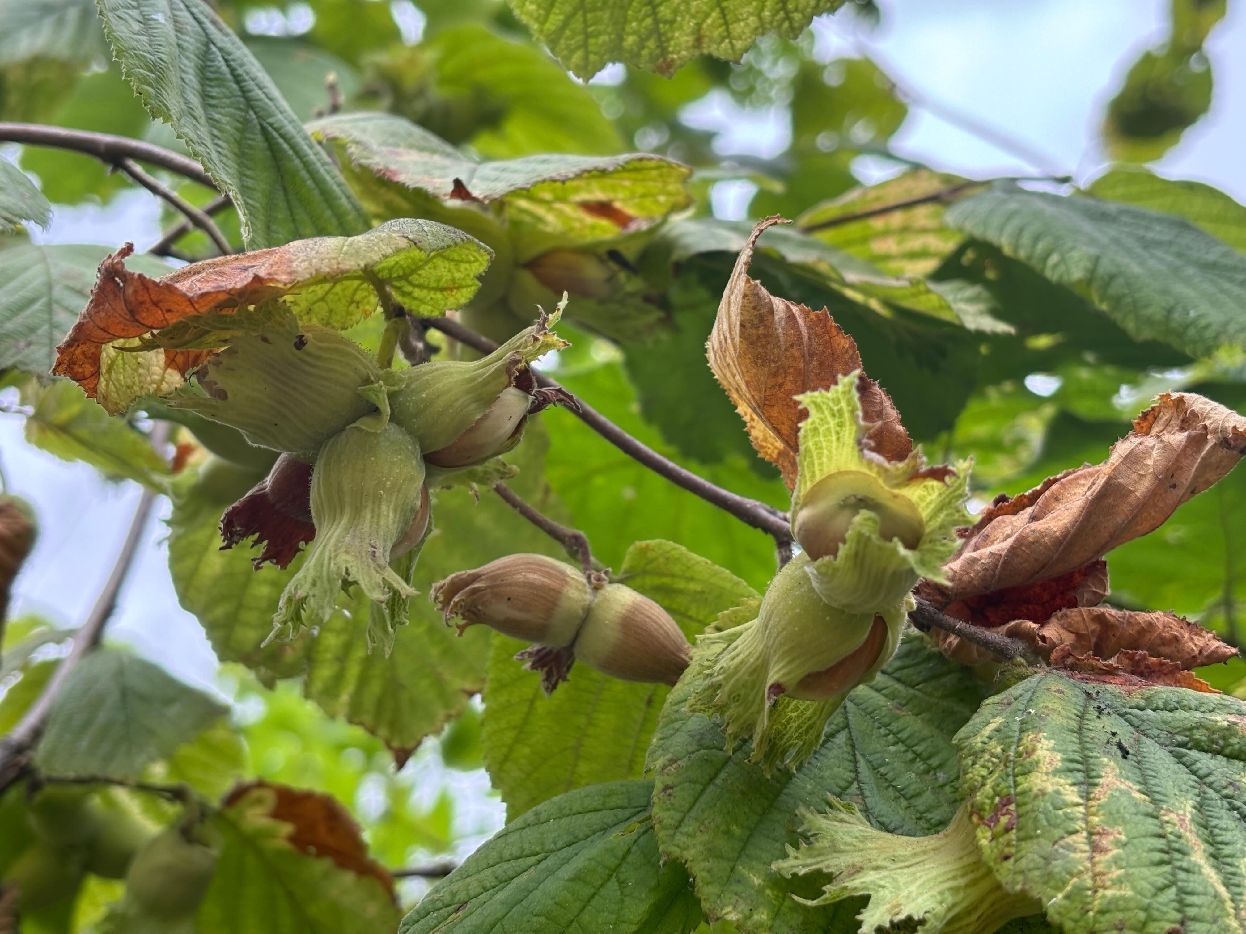 Trabzon'nun tescilli lezzetinde hasat başladı! Kilosu 200 lira... Trabzon'nun tescilli lezzetinde hasat başladı! Kilosu 200 lira... - 2. Resim
