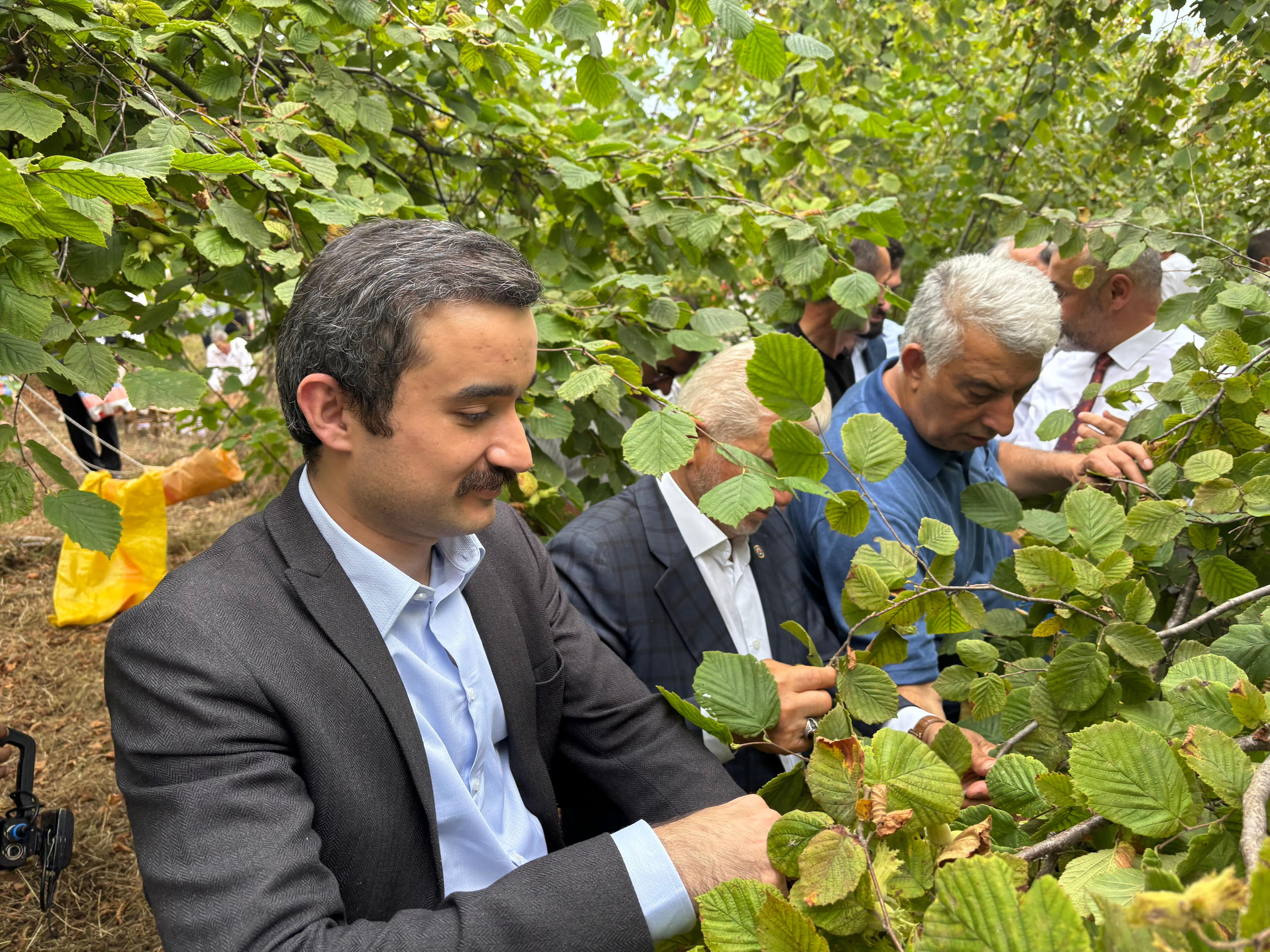 Trabzon'nun tescilli lezzetinde hasat başladı! Kilosu 200 lira... Trabzon'nun tescilli lezzetinde hasat başladı! Kilosu 200 lira... - 1. Resim