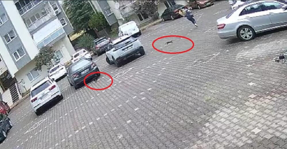 Yavru kedilerin gazabına uğradı! Genç kadının güldüren anları kamerada Yavru kedilerin gazabına uğradı! Genç kadının güldüren anları kamerada - 1. Resim