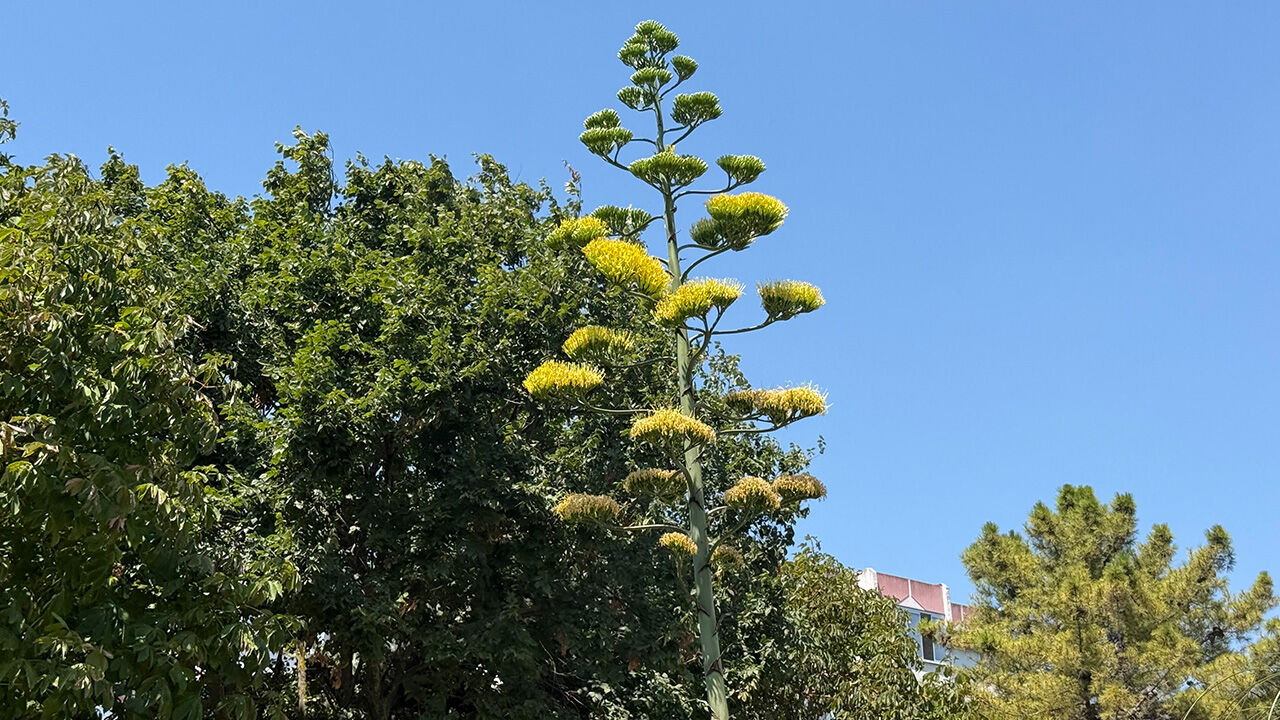 25 yıl önce dikildi, ilk kez çiçek açtı! Bu sitede oturanlar çok şanslı - 2. Resim