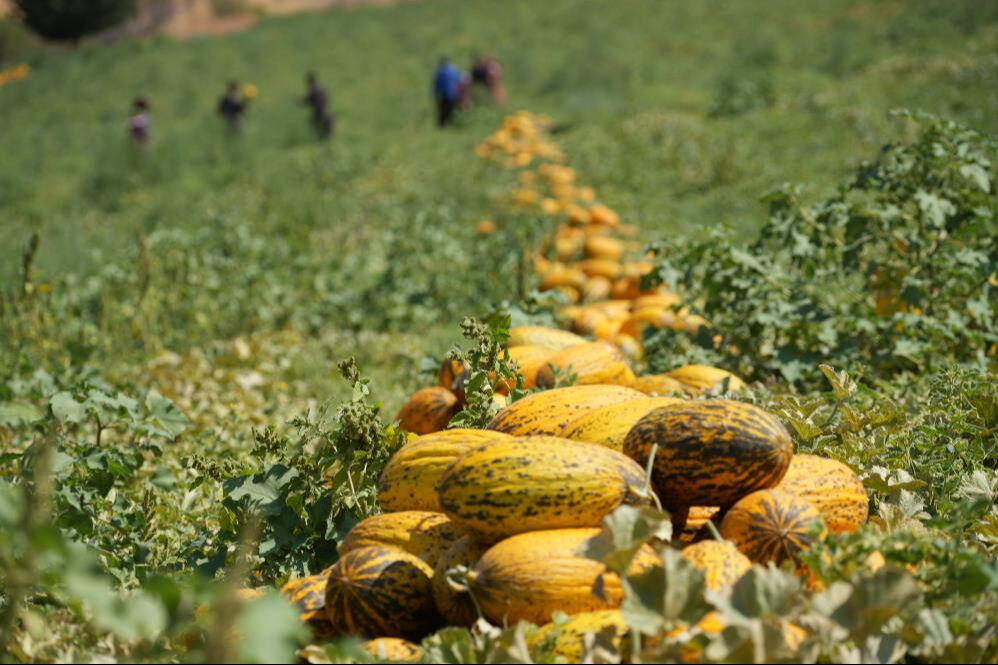 40 derece sıcaklıkta hasat başladı! Alıcılar hazır, kapış kapış satılıyor - 3. Resim