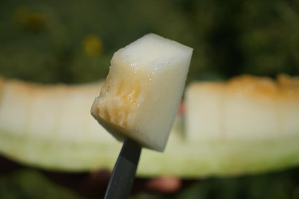 40 derece sıcaklıkta hasat başladı! Alıcılar hazır, kapış kapış satılıyor - 2. Resim