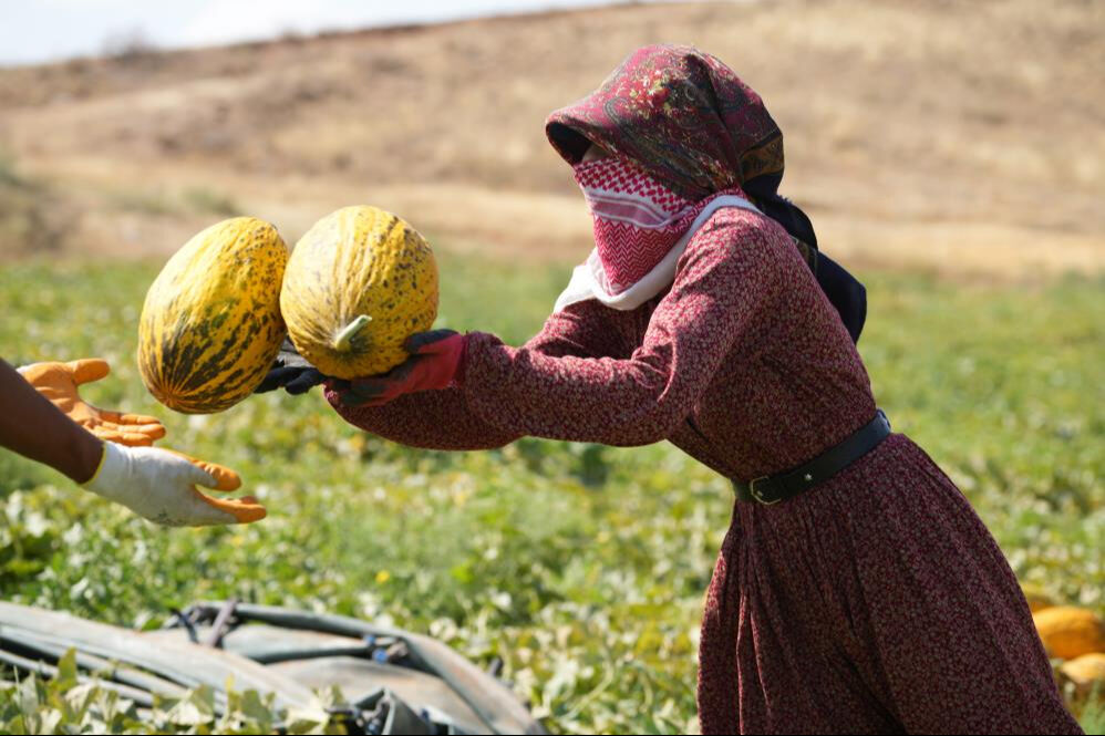 40 derece sıcaklıkta hasat başladı! Alıcılar hazır, kapış kapış satılıyor - 1. Resim