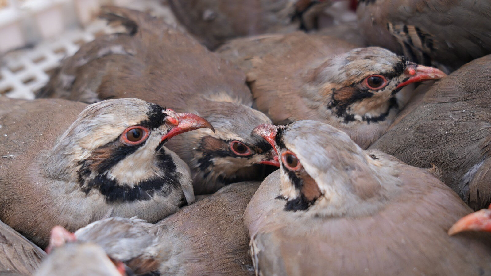 Art arda ölümler yaşanmıştı! 1 milyona yakın keklik doğaya salındı Art arda ölümler yaşanmıştı! 1 milyona yakın keklik doğaya salındı - 1. Resim