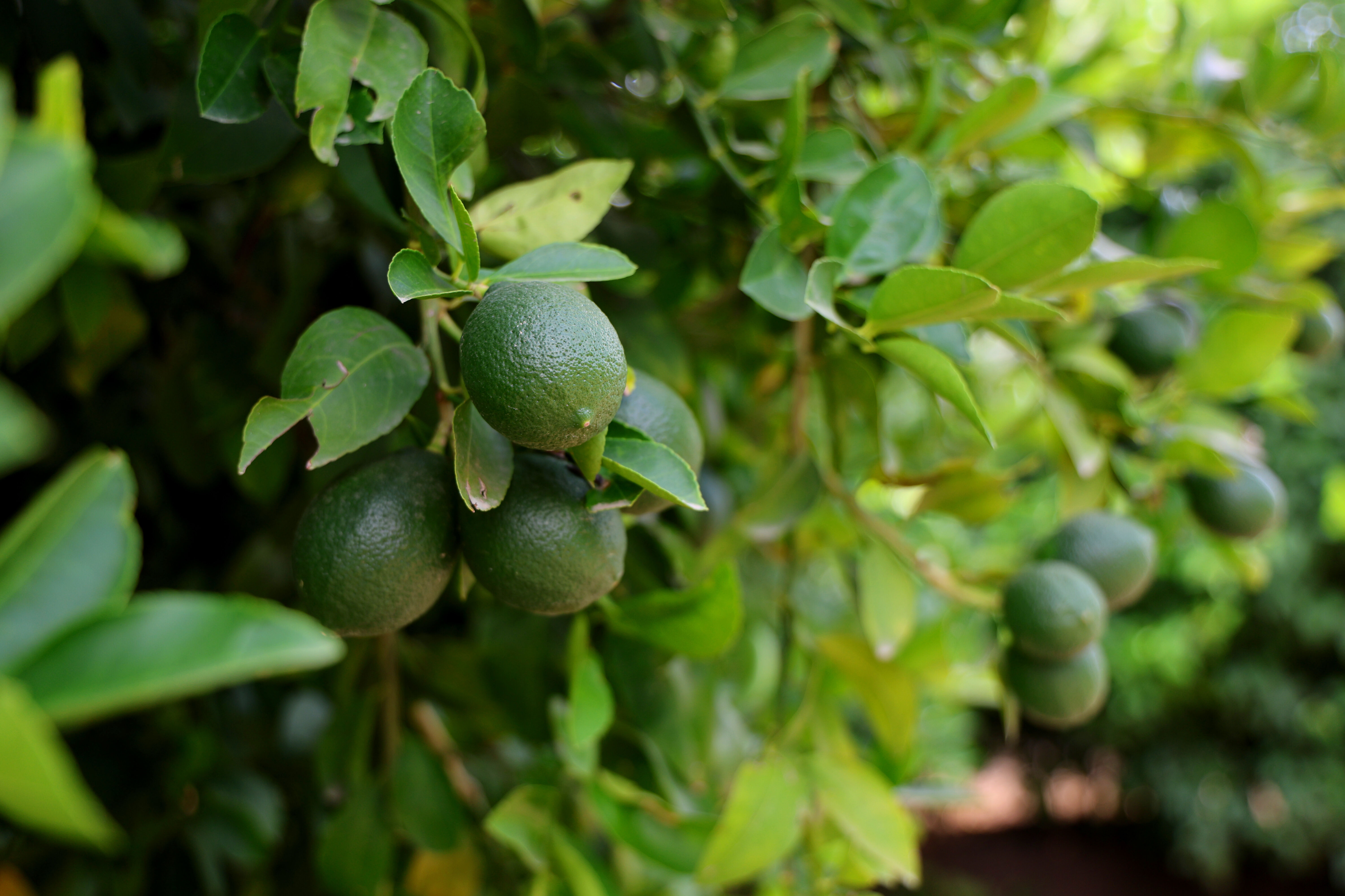 Bahçede 30, halde 60, markette tam 150 lira... Fiyat düşürecek hasat başladı! - 2. Resim