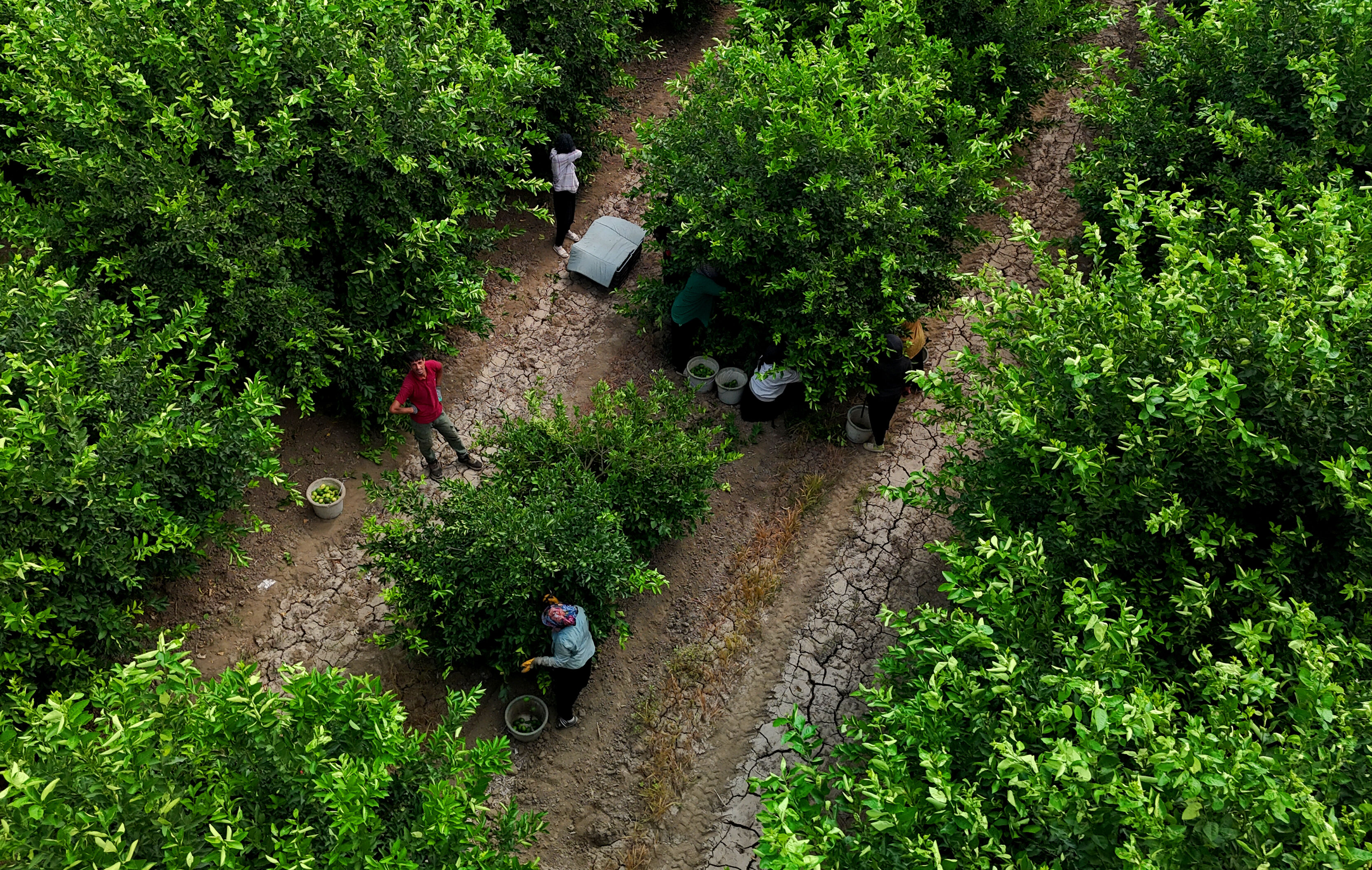 Bahçede 30, halde 60, markette tam 150 lira... Fiyat düşürecek hasat başladı! - 3. Resim