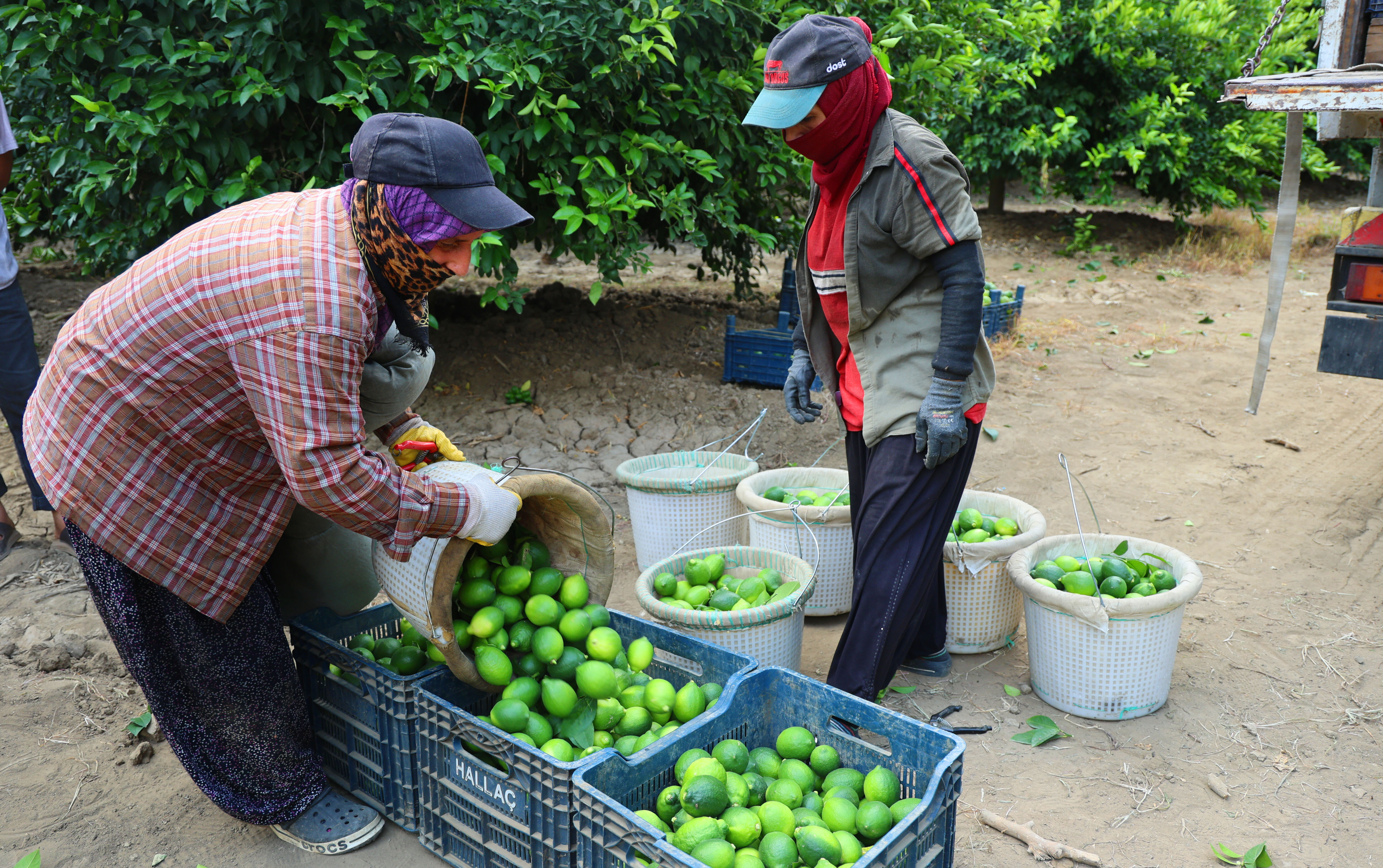 Bahçede 30, halde 60, markette tam 150 lira... Fiyat düşürecek hasat başladı! - 1. Resim