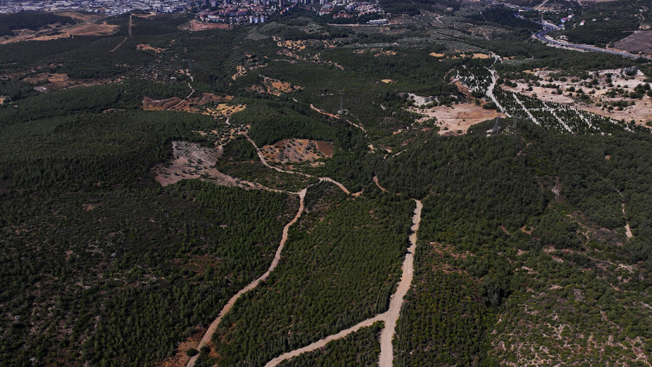 'İnşaat' yalanı deşifre oldu! Küllerden otel değil ağaçlar yükseliyor - 1. Resim