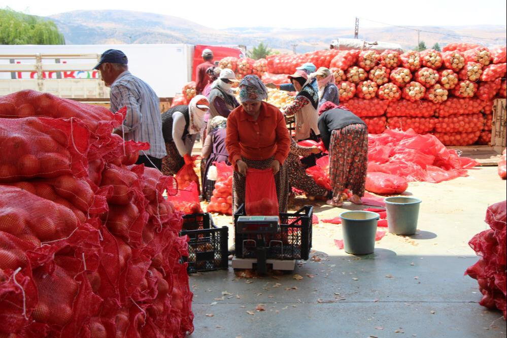 Kilosu 5 lira! İspanya ve Almanya da onun için bekliyor... - 3. Resim