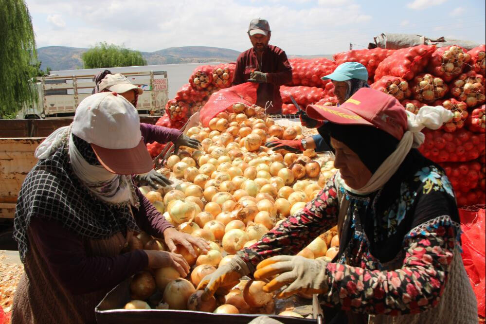 Kilosu 5 lira! İspanya ve Almanya da onun için bekliyor... - 4. Resim