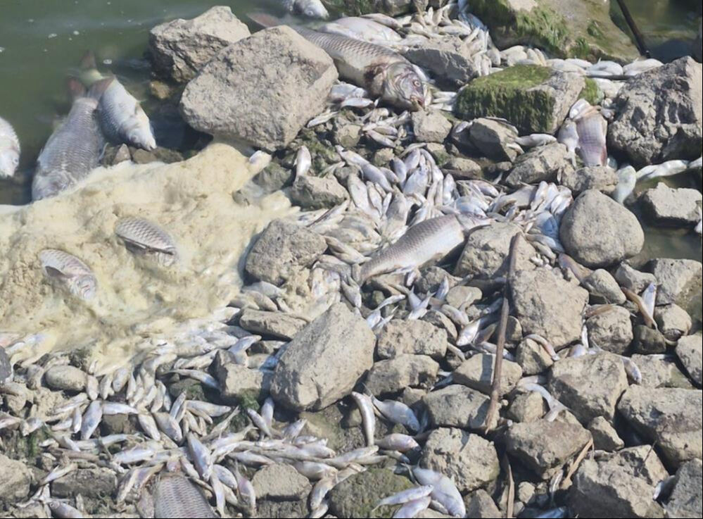 Manyas Gölü'nde korkutan görüntü! Toplu balık ölümleri yaşandı - 1. Resim
